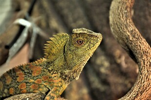 多彩蜥蜴栖息于树枝间