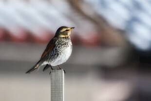 站在杆上的多彩小鸟