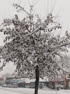雪覆枝头的冬日树木