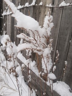 雪覆围栏旁的植物景象