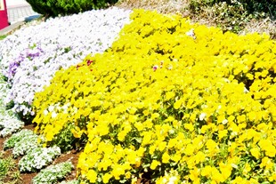 日本金黄菊花绽放于花丛中