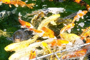 日本池塘中游动的多彩锦鲤