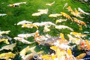 日本池塘中游动的多彩锦鲤