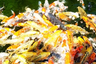 日本多彩锦鲤群聚