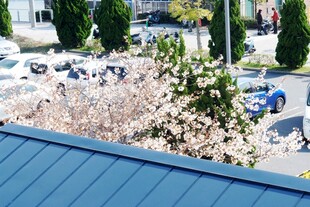 日本屋顶视角下的城市春日景象