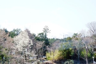 日本春日山林景色