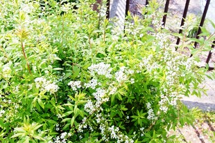 日本栅栏旁繁茂的白色小花