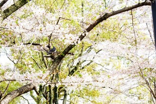 日本春日繁花盛开的繁茂树木