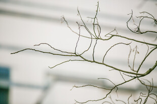 校园冬日光秃树枝特写