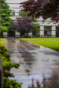 校园雨后校园湿润的静谧小道