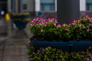 校园街头多彩花卉盆栽景观