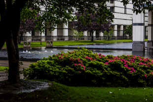 校园花园中的绿植与花卉景观