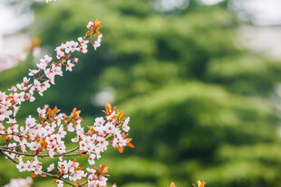 校园枝头绽放的粉嫩春花