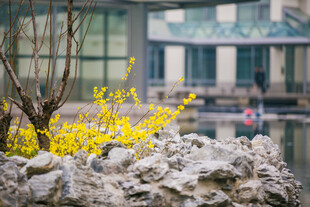 校园春日园林景致 黄花映石