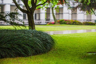 校园绿意盎然的庭院景观