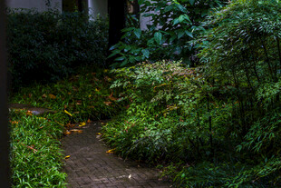 校园幽静绿植环绕的林间小径