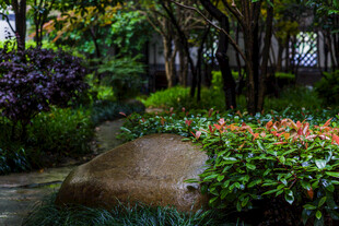 校园园林绿植景观中的巨石