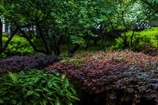 校园多彩绿植装点的园林景致