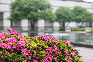 校园繁花绽放于城市景观中