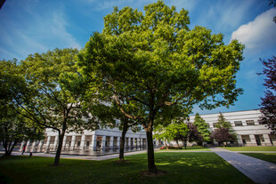 校园校园绿树与建筑风景