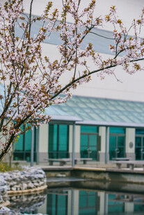 校园湖畔花开的现代建筑景观