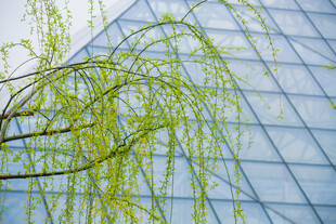 校园柳树枝条与现代玻璃建筑