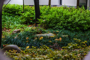 校园庭院绿植景观 秋意初显