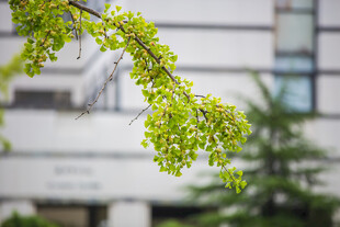 校园嫩绿新叶挂枝头