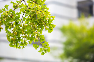 校园嫩绿枝叶 清新自然景象