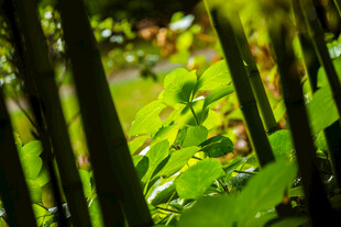 校园阳光洒落的翠绿竹林