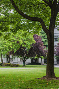 校园绿意盎然的公园景致