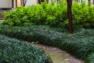 校园庭院绿植小径景观