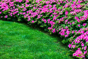 校园繁花绿草环绕的美丽景致