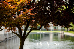 校园秋日湖畔枫树美景