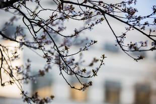 校园枝头绽放的粉嫩春花