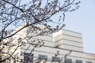 校园春日繁花映建筑