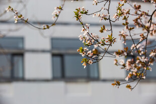 校园窗前绽放的粉嫩花枝