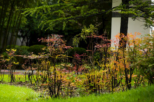 校园庭院绿植景致