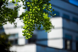 校园绿叶映衬下的现代建筑