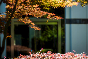 校园秋日窗前花木景致