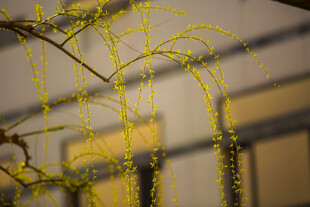 校园嫩柳垂枝 春日灵动景致