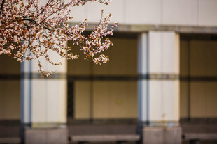 校园窗前绽放的粉嫩花枝