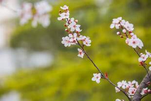 校园枝头绽放的粉嫩春花