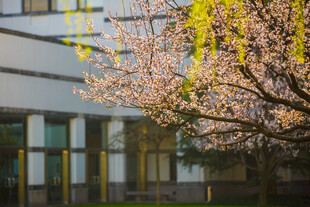 校园春日繁花下的建筑景观