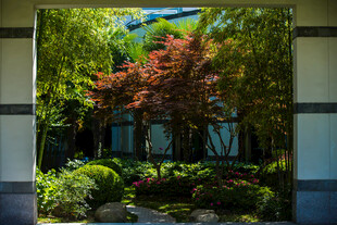 校园日式庭院景观 绿意盎然