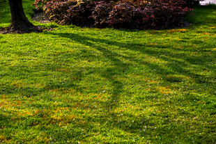 校园阳光下的翠绿草坪