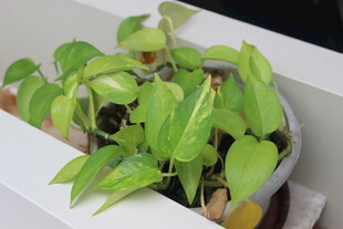 广医白色花盆中的翠绿植物