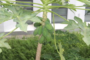 广医木瓜树上的青木瓜果实