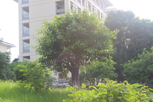 广医小区绿植环绕的清新景致