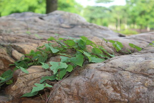 广医岩石上的翠绿藤蔓